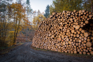 woodpile