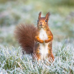 Red squirrel on hindlegs