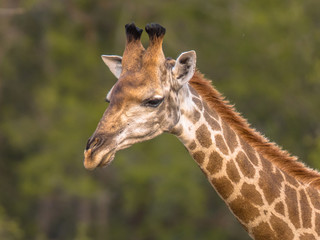 Giraffe standing in soft afternoon light