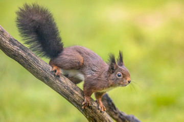 Red squirrel alerted