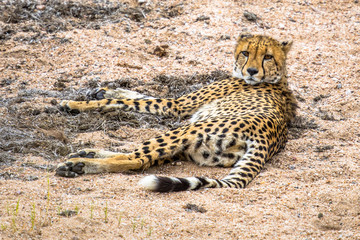 Cheetah resting