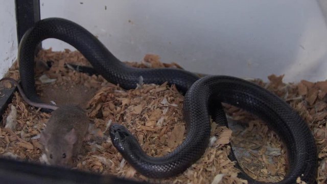 Feeding the snakes