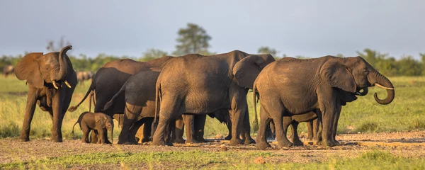Crédence de cuisine en verre imprimé Éléphant Groupe d& 39 éléphants d& 39 Afrique