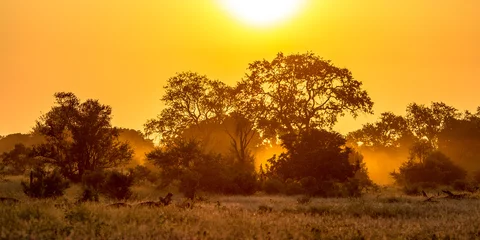 Deurstickers Oranje ochtendlicht op S100 Kruger © creativenature.nl