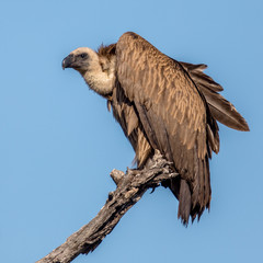 White backed vulture in tree