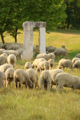 Schafe an der Weide