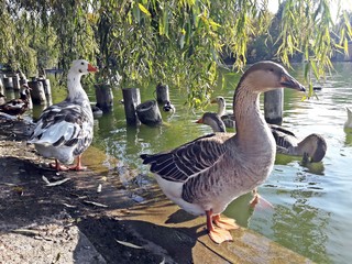 White and gray ducks on the lake shore - getting out of water