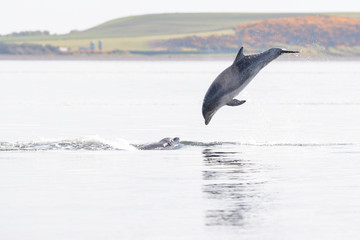 Wild bottlenose dolphin tursiops truncatus.