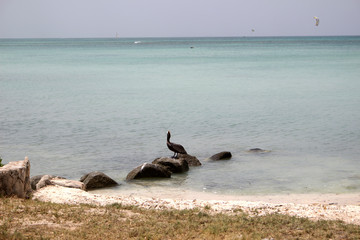 vacation on the beach by ocean on paradise island, seagull - 233074436