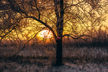 Winter sunset in forest