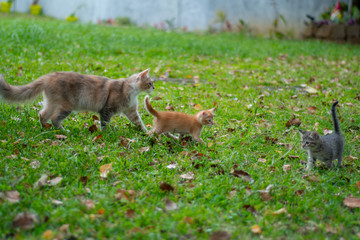 Naklejka na ściany i meble Grey striped kitten and ginger kitten with mother walking on grass