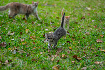 Grey striped kitten and ginger kitten with mother walking on grass