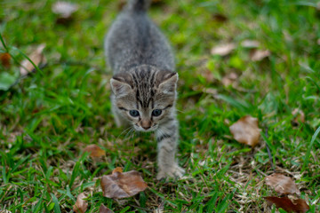 Naklejka na ściany i meble Grey striped Kitten discovering the garden