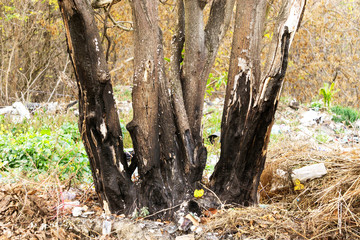 garbage around a burned tree, pollution, ecology of the planet