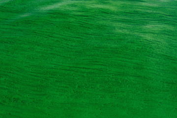 Background of the ripples on the water with green algae