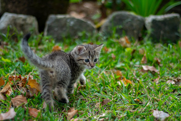 Obraz premium Grey striped Kitten discovering the garden