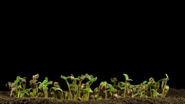 Marijuana Plant Growing on a Black Background. Time Lapse. 4K. 