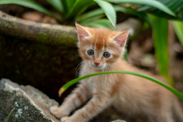 Naklejka na ściany i meble Ginger Kitten discovering the garden 