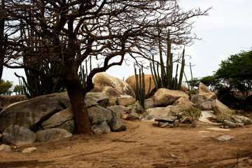 tree, stones, cactus on the sand ground - 233076067