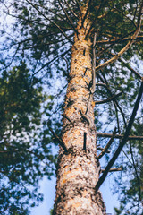 Fototapeta premium Looking up at pine tree