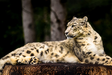 Snow Leopard on a tree stump.