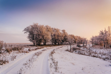 Obraz premium Winter road along trees in sunset light