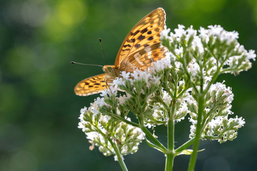 Silver-washed fritillary (Argynnis paphia) in the back light photographed at low angle