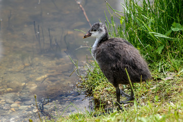 Young fluffy coot.