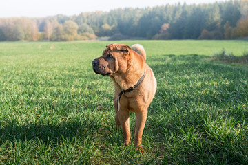 The dog Shar Pei walks in the field in autumn