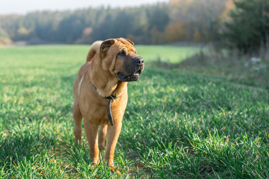 The dog Shar Pei walks in the field in autumn