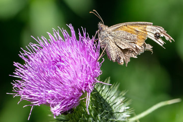 badly damaged butterfly, its a meadow brown ((Maniola jurtina), sits on thistle