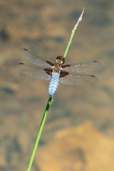 Male broad-bodied chaser (Libellula depressa) sits on a stalk