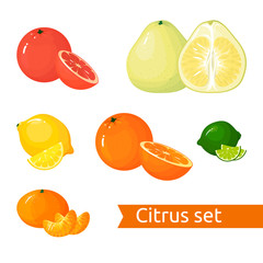 Vector cartoon Citrus set. Icons isolated fruits