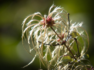 Pflanzen und Blumen im Herbst