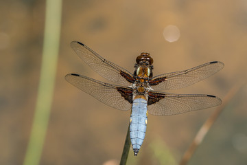 Male broad-bodied chaser (Libellula depressa) sits on a stalk