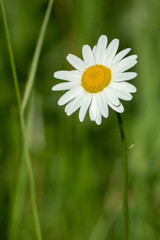 Close-up of common daisy (Bellis perennis) nearly isolated in front of green background © kraichgaufoto