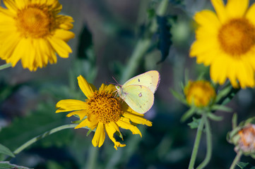 Clouded Sulphur Butterfly