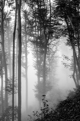 Fototapeta na wymiar black white mysterious foggy autumn forest with weak sunlight