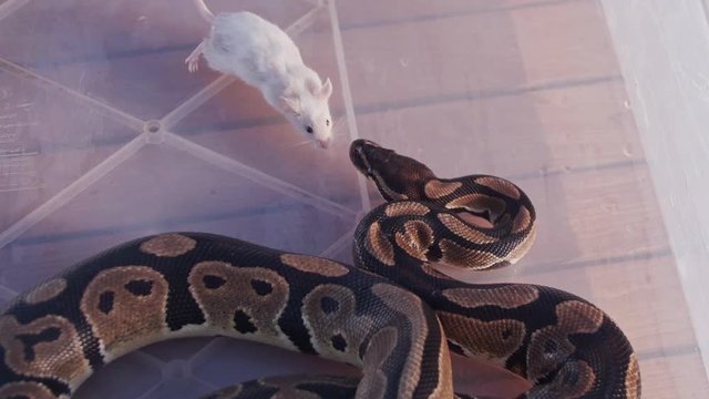 Feeding the snakes