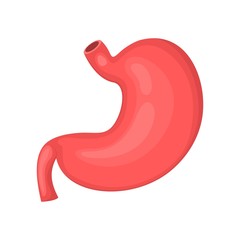 Human anatomy. Stomach, and internal organ. Medicine and health. Flat style. Cartoon.