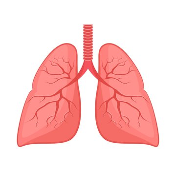 Human anatomy. Lungs, internal organ. Medicine and health. Flat style. Cartoon.