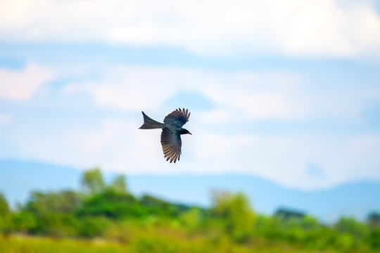 Black drongo, Dicrurus Macrocercus, Action beautiful bird on nice blur background