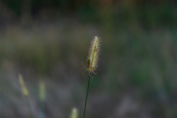 Fall Colors in the South