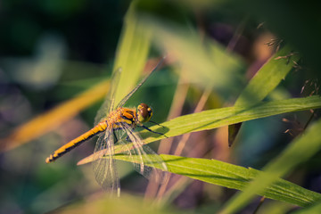 Dragonfly lit by sunlight sits on the grass near the pond