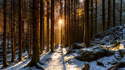 Sunset in The Forest