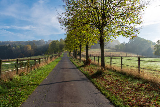 country road with trees in autumn
