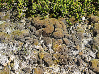 Dried moss and sprouts of the Crowberry