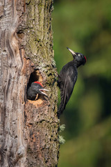 The Black Woodpecker, Dryocopus martius feeding its chicks before they will have the first flight out. Nesting cavity is in old dry tree, green background, pretty morning and soft golden light..