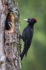 The Black Woodpecker, Dryocopus martius feeding its chicks before they will have the first flight out. Nesting cavity is in old dry tree, green background, pretty morning and soft golden light..