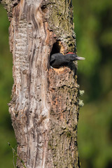 The Black Woodpecker, Dryocopus martius feeding its chicks before they will have the first flight out. Nesting cavity is in old dry tree, green background, pretty morning and soft golden light..